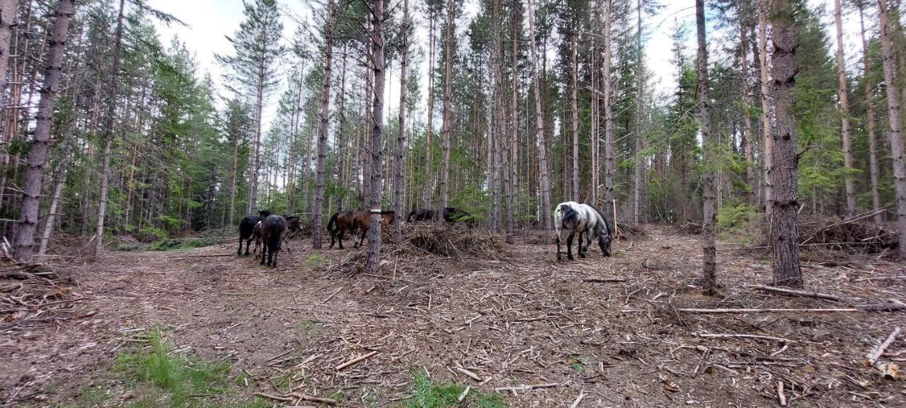 Вила Орцево Vila Ortsevo Exteriér fotografie
